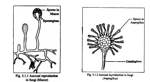 spore formation asexual reproduction